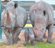 Семья носорогов