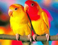 Семья попугаев
