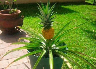 kak vyrastit ananas iz verkhushki